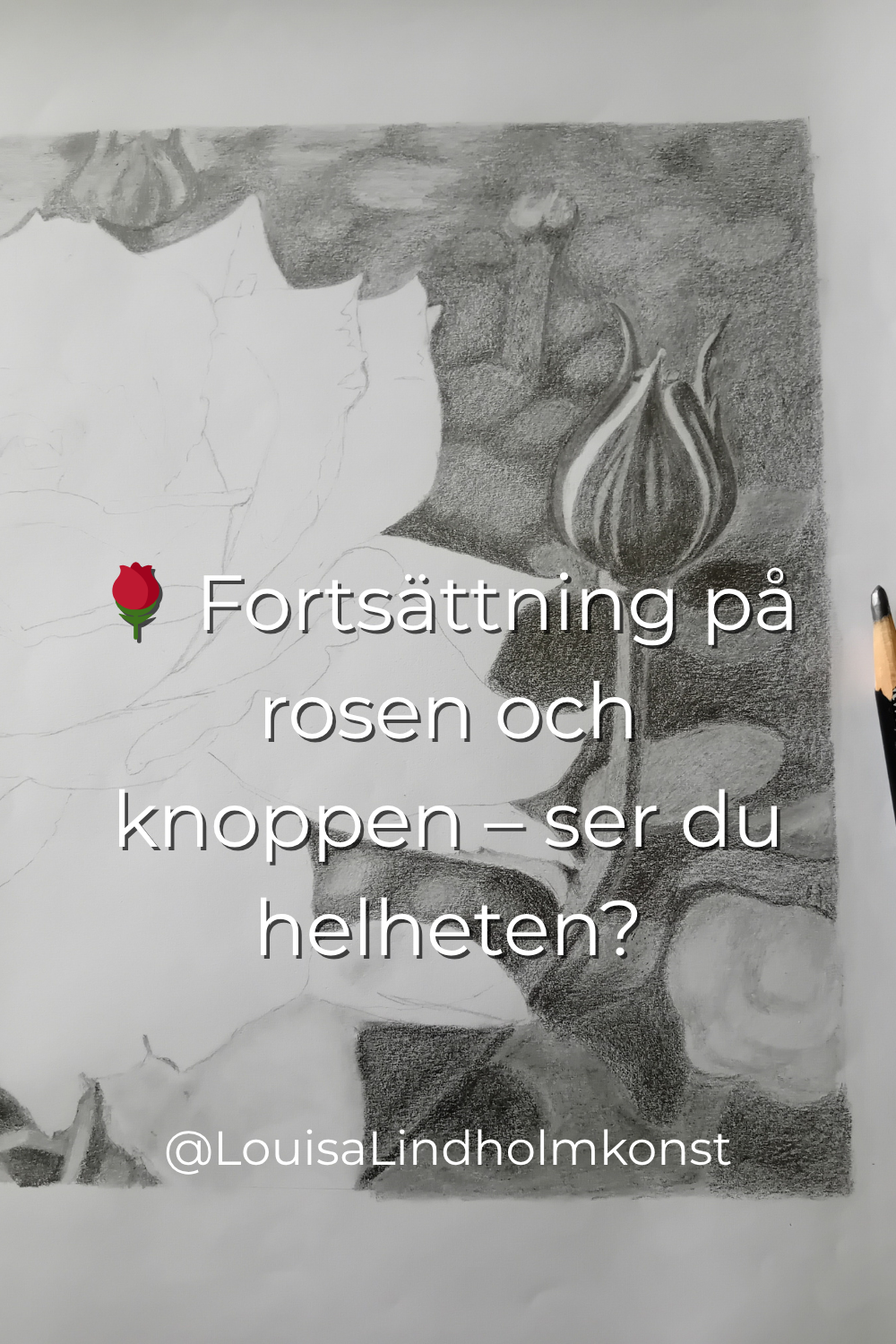 Steg för steg teckning på en ros med knoppar